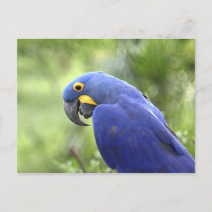 Zuid-Amerika, Brazilië, Pantanal Briefkaart