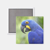 Zuid-Amerika, Brazilië, Pantanal Magneet (Voorkant / Achterkant)