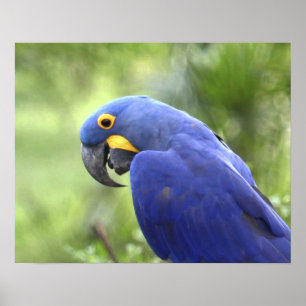Zuid-Amerika, Brazilië, Pantanal Poster