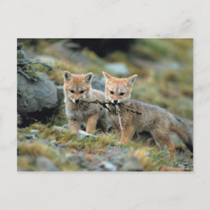 Zuid-Amerika, Chili, Nationaal Torres del Paine Briefkaart