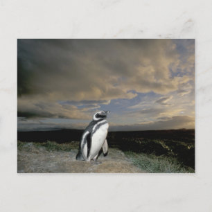 Zuid-Amerika, Chili, Patagonië, Magellanen, Briefkaart