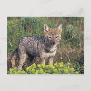 Zuid-Amerika, Chili, Torres del Paine NP, Briefkaart