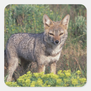 Zuid-Amerika, Chili, Torres del Paine NP, Vierkante Sticker