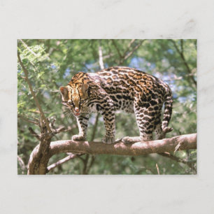 Zuid-Amerika, Ecuador, Amazon. Ocelot Briefkaart