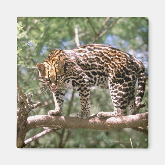 Zuid-Amerika, Ecuador, Amazon. Ocelot Magneet (Voorkant)