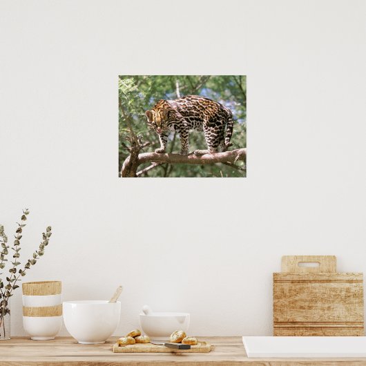 Zuid-Amerika, Ecuador, Amazon. Ocelot Poster (Keuken)
