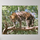 Zuid-Amerika, Ecuador, Amazon. Ocelot Poster (Voorkant)