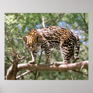 Zuid-Amerika, Ecuador, Amazon. Ocelot Poster