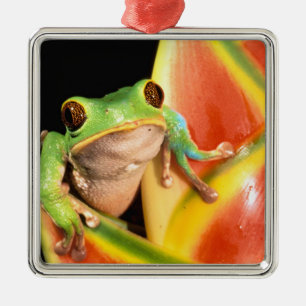 Zuid-Amerika, Ecuador, Amazone. Boomkikker Metalen Ornament