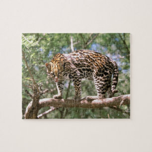 Zuid-Amerika, Ecuador, Amazone. Ocelot Legpuzzel