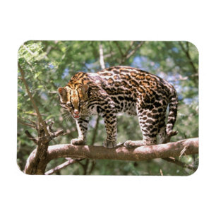 Zuid-Amerika, Ecuador, Amazone. Ocelot Magneet
