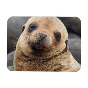 Zuid-Amerika, Ecuador, Galapagos-eilanden Magneet