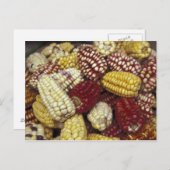 Zuid-Amerika, Peru Corn, Maïs Briefkaart (Voorkant / Achterkant)