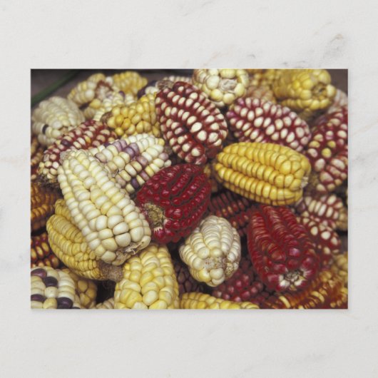 Zuid-Amerika, Peru Corn, Maïs Briefkaart (Voorkant)