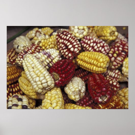 Zuid-Amerika, Peru Corn, Maïs Poster (Voorkant)