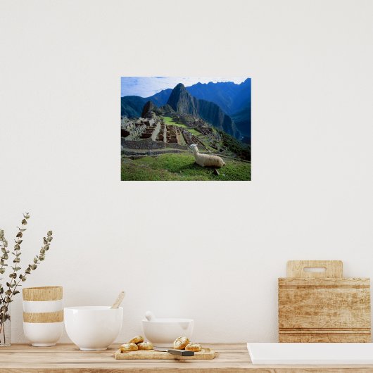 Zuid-Amerika, Peru. Een lama rust op een heuvel Poster (Keuken)