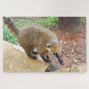 Zuid-Amerikaans coatimundi-dier, Argentinië Legpuzzel