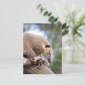 Zuid-Amerikaanse Coati op bijkantoor Briefkaart (Staand voorkant)