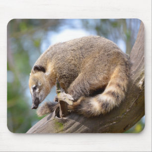 Zuid-Amerikaanse Coati op filiaal Briefkaart Metal Muismat