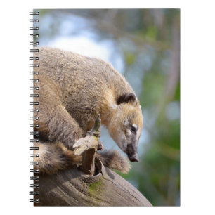 Zuid-Amerikaanse Coati op filiaal Briefkaart Metal Notitieboek