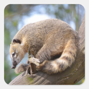 Zuid-Amerikaanse Coati op filiaal Briefkaart Metal Vierkante Sticker