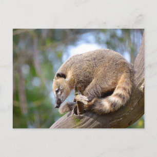 Zuid-Amerikaanse Coati-tak Briefkaart