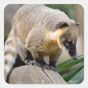 Zuid-Amerikaanse Coati-tak Vierkante Sticker