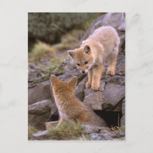 Zuid-Amerikaanse grijze vos (Lycalopex griseus) pa Briefkaart