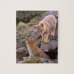 Zuid-Amerikaanse grijze vos (Lycalopex griseus) pa Legpuzzel