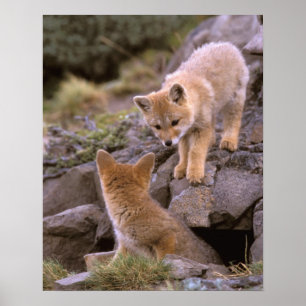 Zuid-Amerikaanse grijze vos (Lycalopex griseus) pa Poster