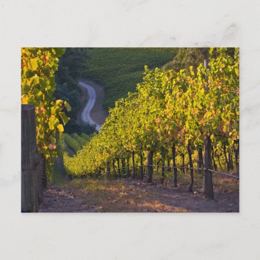 Zuid-Australië, Adelaide Hills, Summertown 2 Briefkaart (Voorkant)