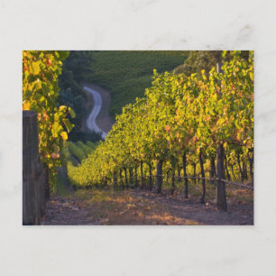 Zuid-Australië, Adelaide Hills, Summertown 2 Briefkaart