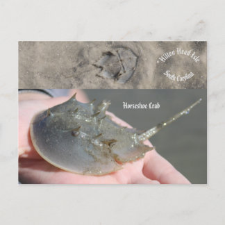 Zuid-Carolina Hoefijzer krab Briefkaart