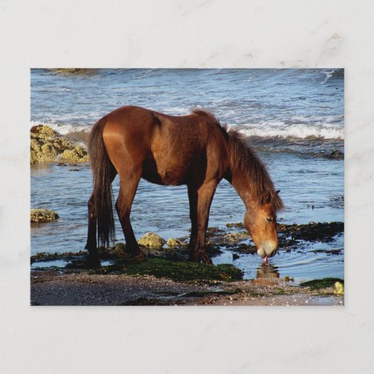 Zuid-Devon Dartmoor Pony Lick Zee Water Briefkaart (Voorkant)