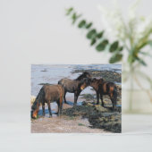 Zuid-Devon drie dartmoor-ponies die op strand spel Briefkaart (Staand voorkant)