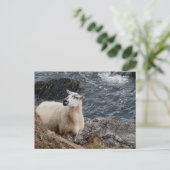 Zuid-Devon kustschaap op Rocks look Briefkaart (Staand voorkant)