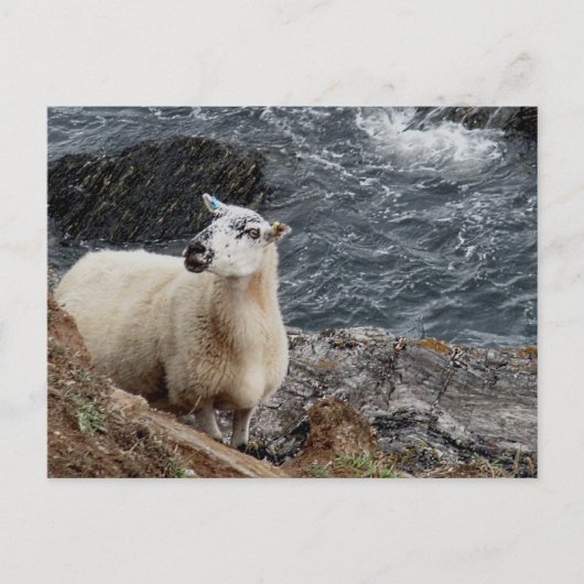 Zuid-Devon kustschaap op Rocks look Briefkaart (Voorkant)