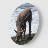 Zuid-Devon Lambe graast op wilde kust Grote Klok (Hoek)