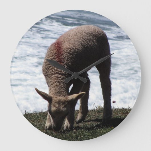 Zuid-Devon Lambe graast op wilde kust Grote Klok (Voorkant)