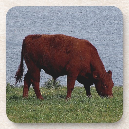 Zuid-Devon Ruby Cow grazeing op kustlijn Drankjes Onderzetter (Voorkant)