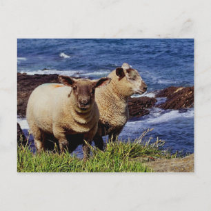 Zuid-Devon twee lammeren op kust pad Cliff Edge Briefkaart
