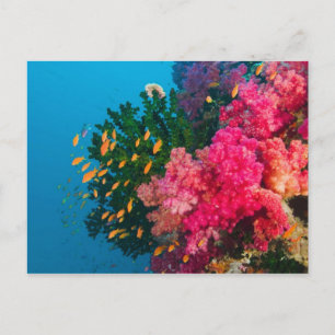 Zuid Pacific, Fiji, Viti Levu, Bligh Water, Briefkaart