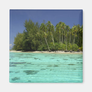 Zuid Pacific, Frans-Polynesië, Moorea 2 Magneet