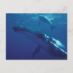 Zuid-Pacific, Tonga. Bultrugwalvis en kalf Briefkaart