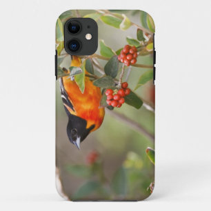 Zuid Padre Island, Texas, VS, Baltimoretroepiaal iPhone 11 Hoesje