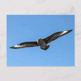 Zuid-Polar skua in vlucht Briefkaart