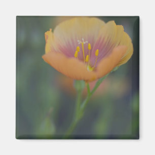 Zuid van Devine Texas langs Interstate 35 Magneet