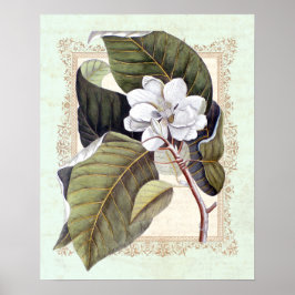 Zuidelijke Elegance  Botanische Magnolia Poster