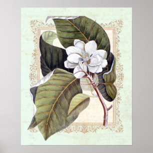 Zuidelijke Elegance Botanische Magnolia Poster