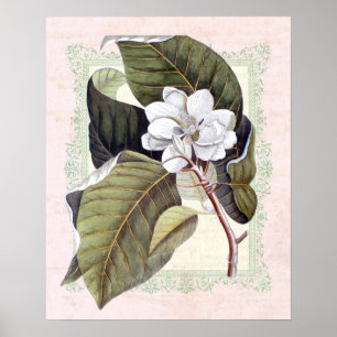 Zuidelijke Elegance Botanische Magnolia Poster